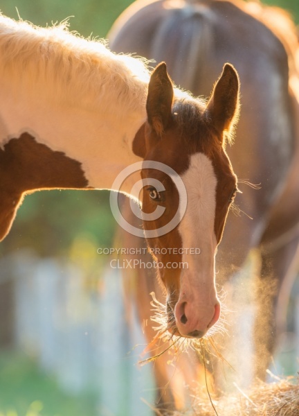 Dusty Hay