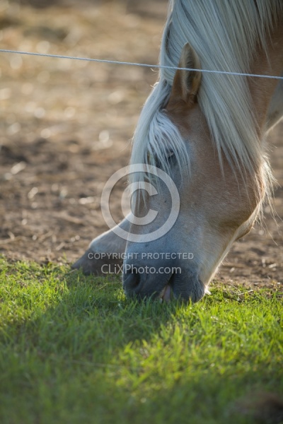 Fencing Electro Braid