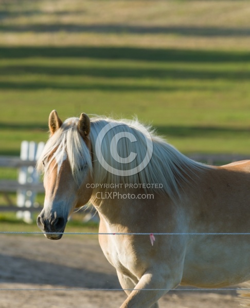 Fencing Electro Braid