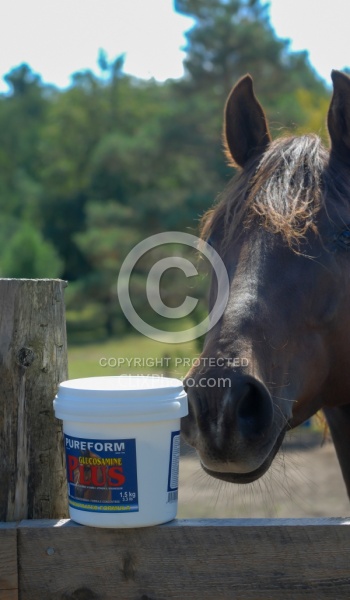 Joint Supplements Joint Supplements