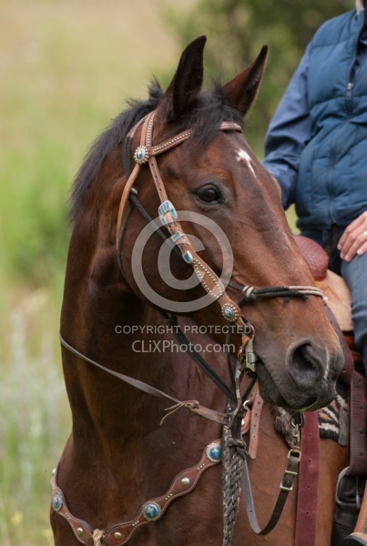 Western Bridle with Bit