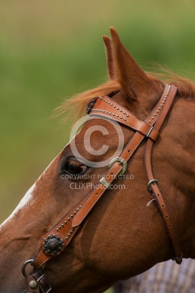 Western Bridle with Bit