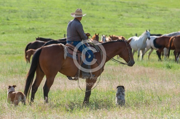 Western Bridle with Bit