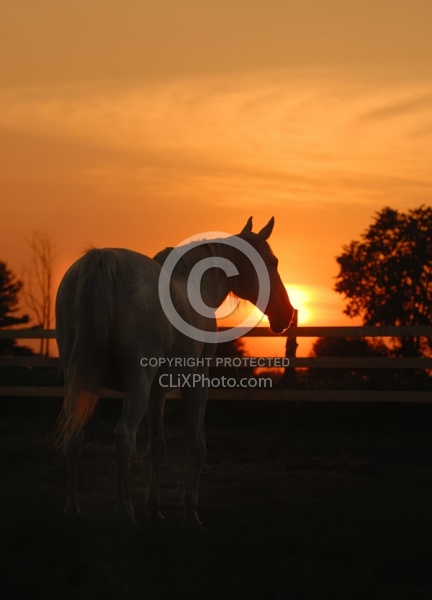Thoroughbred at Sunset