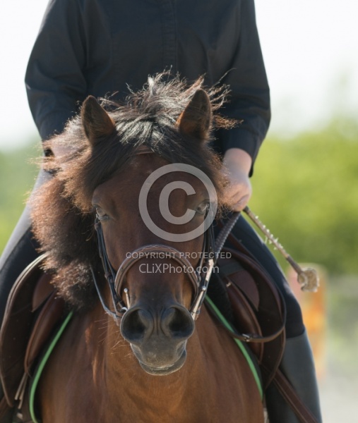 Newfoundland Pony