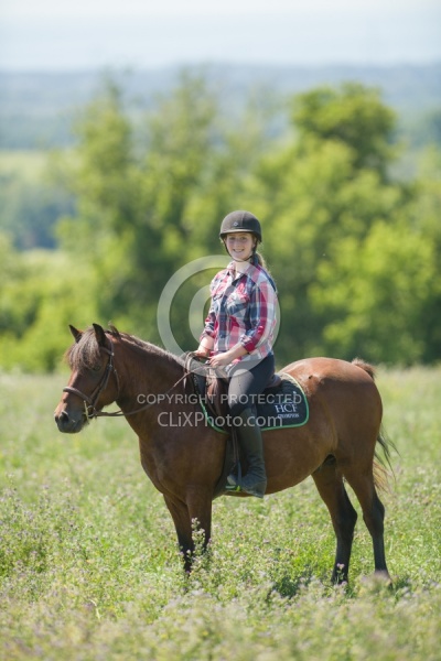 Newfoundland Pony