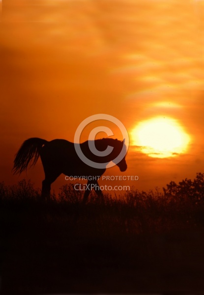 Nokoat Horse at Sunset 