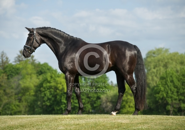 Westfalen Conformation