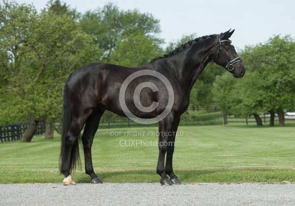 Westfalen Conformation Westfalen Conformation