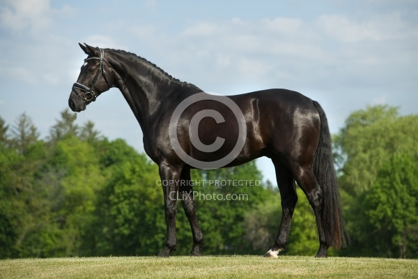 Westfalen Conformation