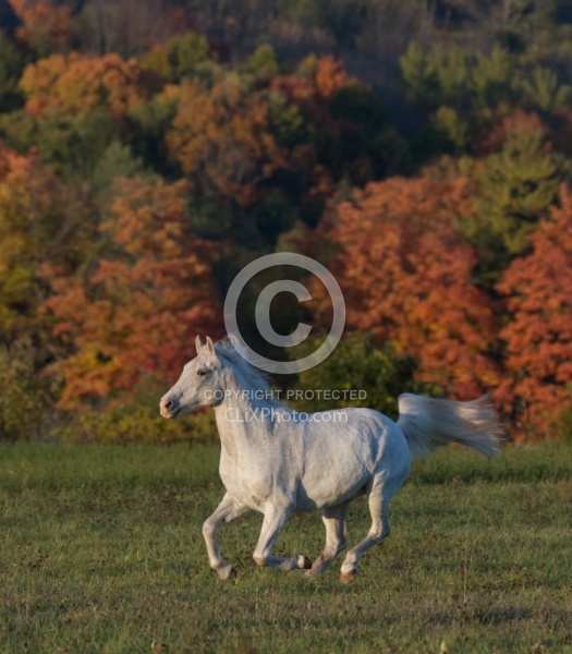 Morab  Morgan  Arabian Cross  Free Running