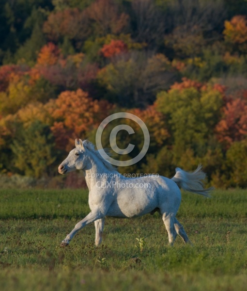 Morab  Morgan  Arabian Cross  Free Running