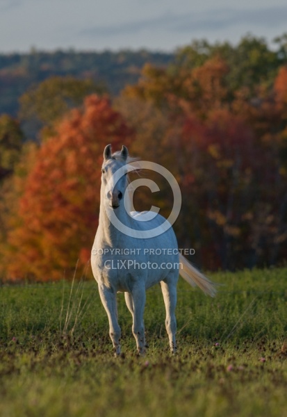 Morab  Morgan  Arabian Cross  Free Running