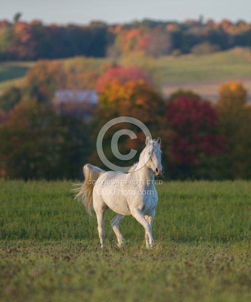 Morab  Morgan  Arabian Cross  Free Running