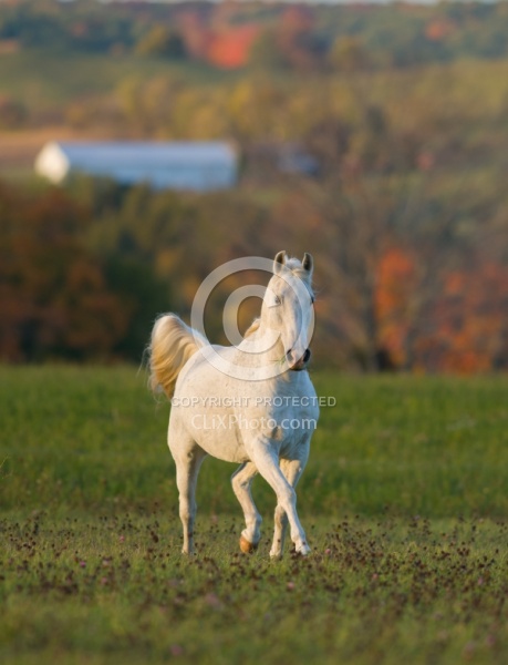 Morab  Morgan  Arabian Cross  Free Running