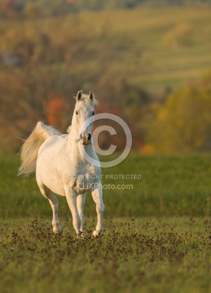 Morab  Morgan  Arabian Cross  Free Running