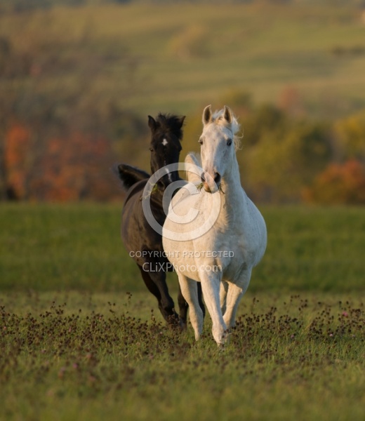 Morab  Morgan  Arabian Cross  Free Running