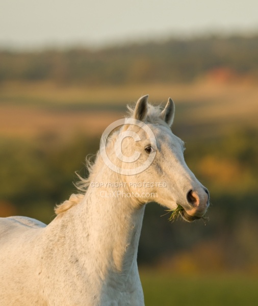 Morab  Morgan  Arabian Cross  Free Running