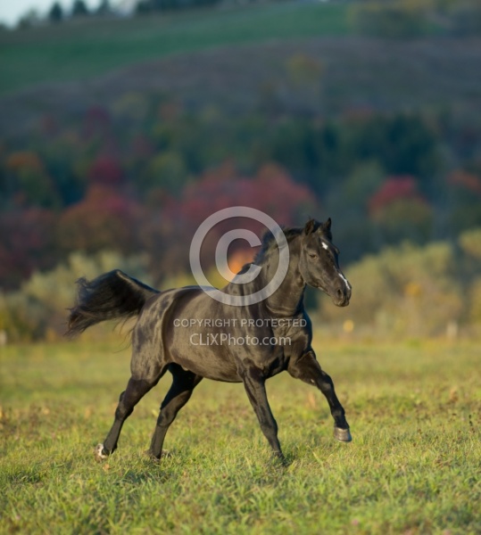 Morgan Free Running in fall