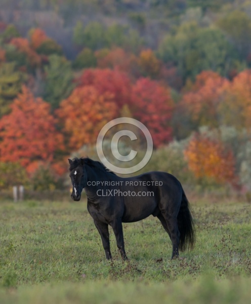 Morgan Free Running in fall