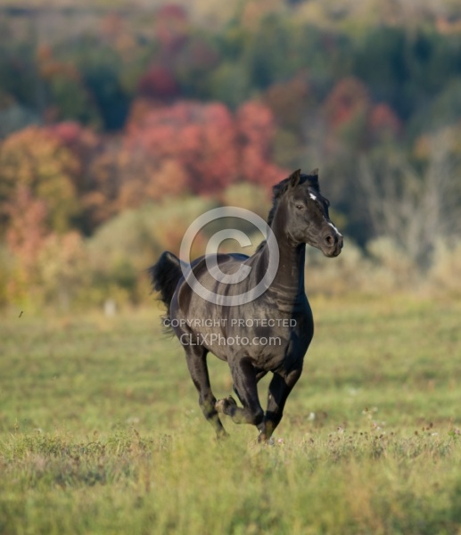 Morgan Free Running in fall