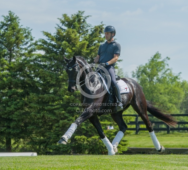 Westfalen Under Saddle in Dressage