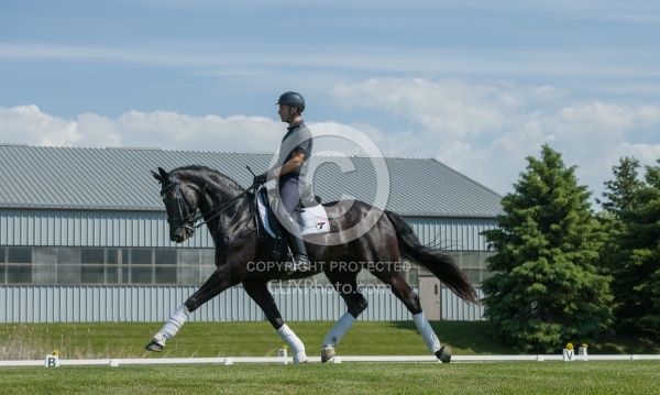 Westfalien Riding Dressage Westfalen Under Saddle in Dressage