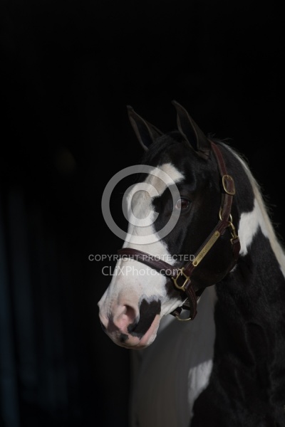 American Paint Horse Portrait