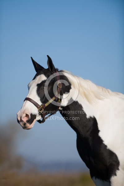 American Paint Horse Portrait