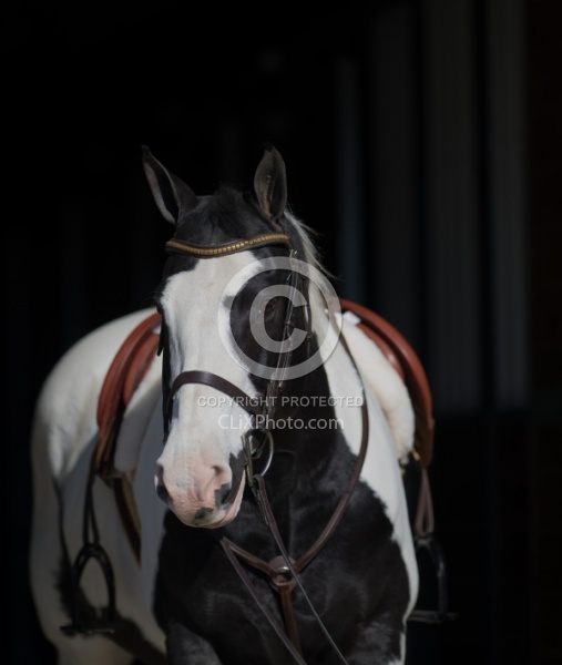 American Paint Horse Portrait