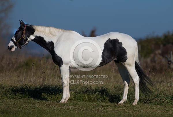 American Paint Conformation