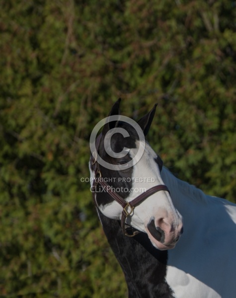 American Paint Portrait