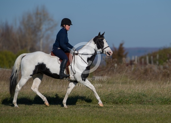 American Paint Under Saddle English