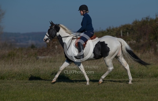 American Paint Under Saddle English