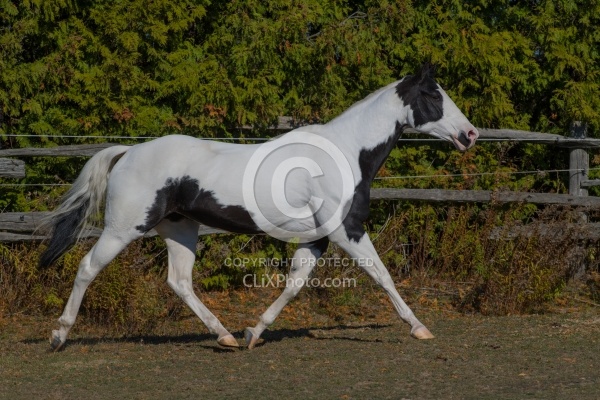 American Paint Horse Free Running