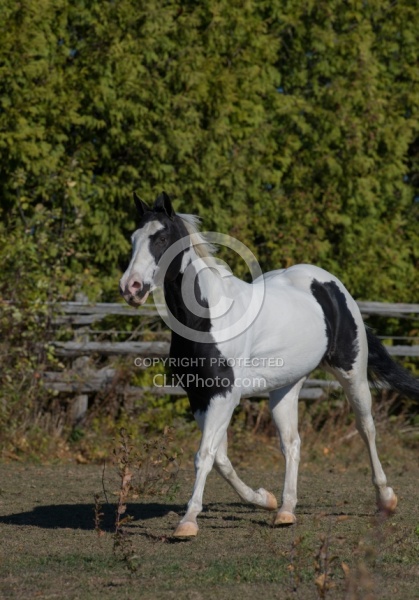 American Paint Horse Free Running