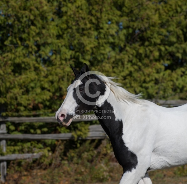 American Paint Horse Free Running