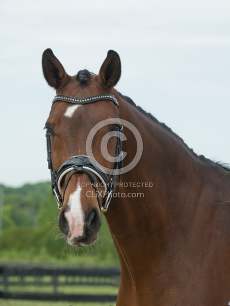Hanoverian Portrait