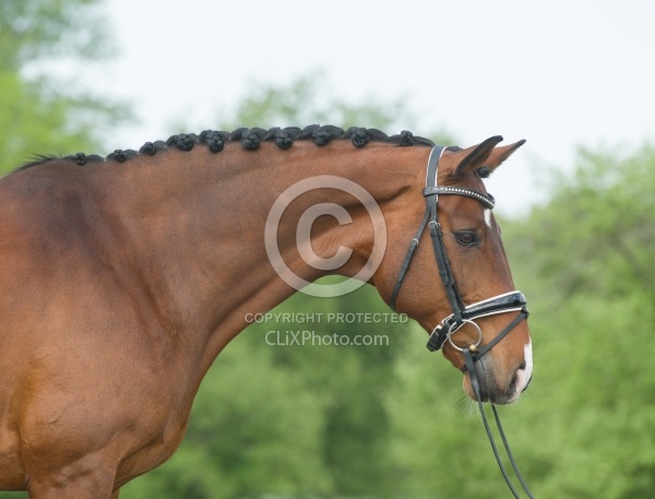 Hanoverian Portrait