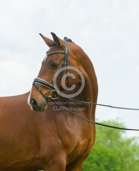 Hanoverian Portrait