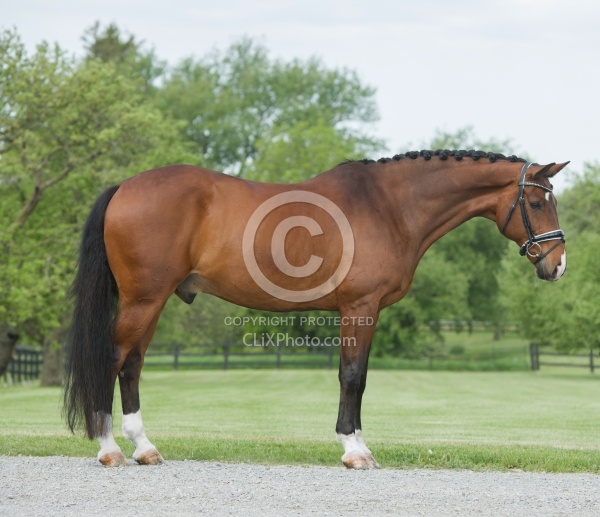 Hanoverian Conformation