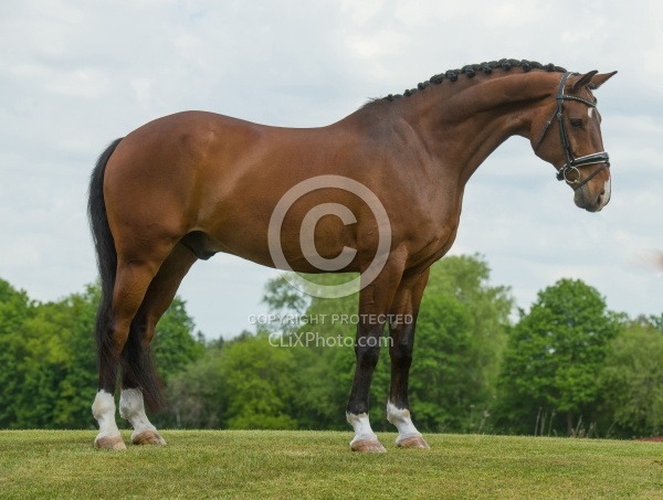 Hanoverian Conformation