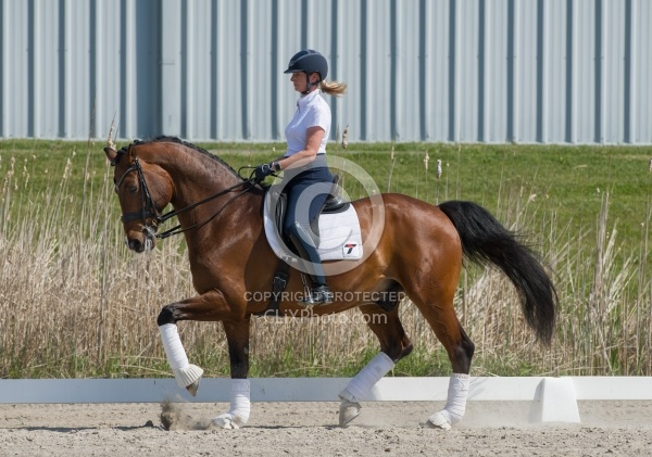 Hanoverian Ridden Dressage
