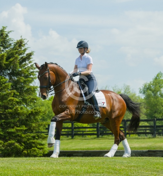 Hanoverian Ridden Dressage