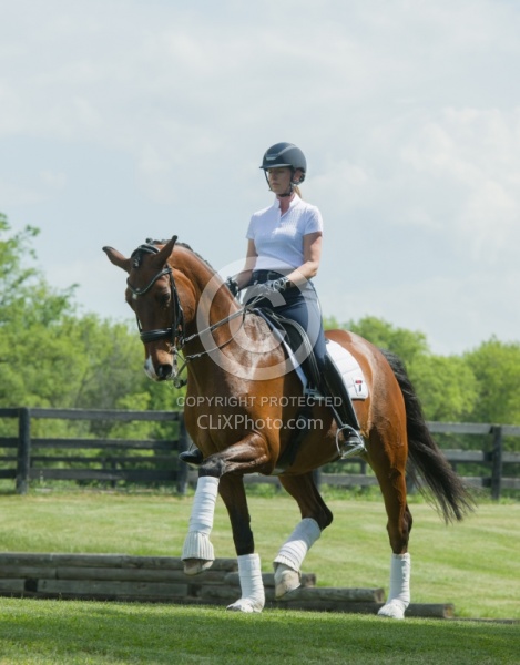 Hanoverian Ridden Dressage