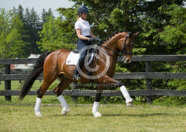 Hanoverian Ridden Dressage