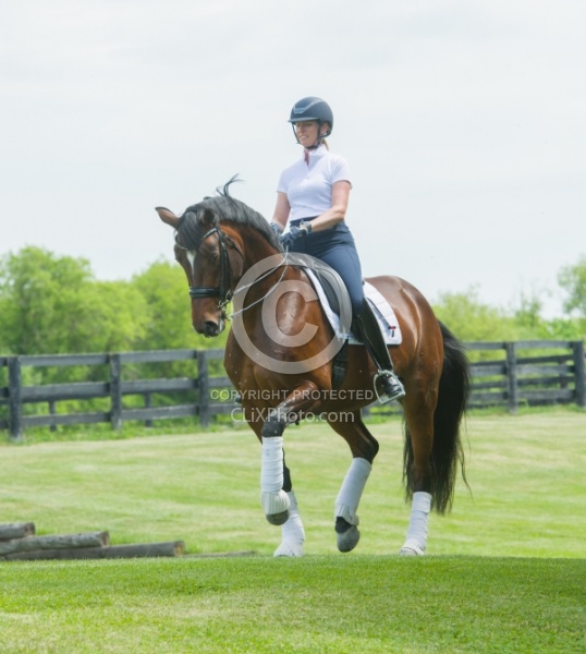 Oldenburg Ridden Dressage