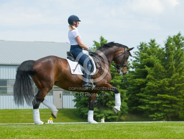 Oldenburg Ridden Dressage