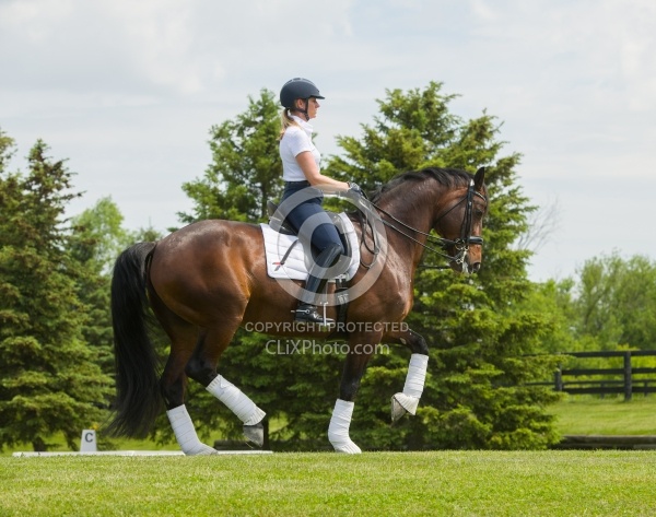 Oldenburg Ridden Dressage