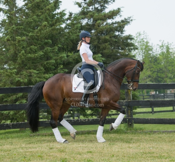 Oldenburg Ridden Dressage